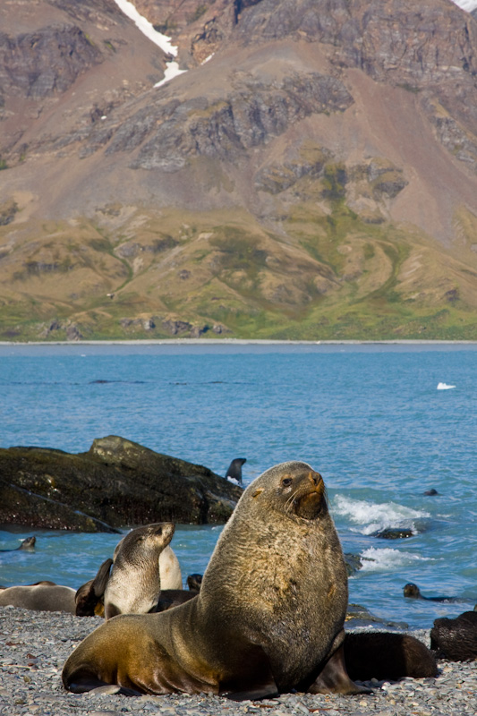 Antarctic Fur Seals On Beach